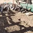 دجاج البيع سعر ب34