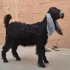 جفرة عارضية