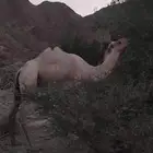 بعير آرك اصل