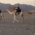 للبيع ركبي طابع للشدد جذع