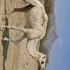 ناقة وضحا ضربها البعير لكن الله اعلم هي عشرت والا لا