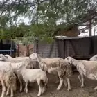 ضان ولد