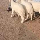 للبيع بهم درجه اولى