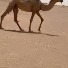 ثلاث بكار حقايق اعمارها حول ثلاث سنوات أحوالها طيبه