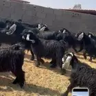 معزاعوارض كفو دفيع ولد