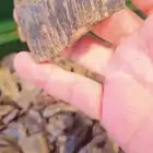 عود كينام طبيعي