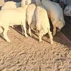 للبيع طليان جبره وفل شحم مشاءلله