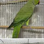 ذكر دره هندي