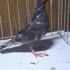 مراسيل