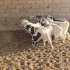 شقراء