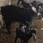 معزا عوارض 3تحتها6