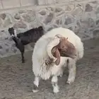 اغنام وكبش للبيع
