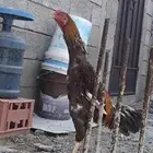 ديك شامو ياباني