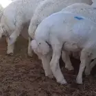 خرفان حريات