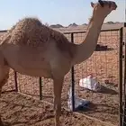 بكره