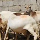 خروف للبيع العمر سنتين تقريبا