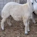 طلي حري شرط نظيف عليه سوم 1200 والحد 1300