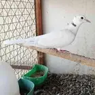 ياكريم صدفي