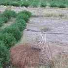 حناء عضوي بالجملة انتاج ينبع النخل مديني