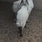 شياة نعيم وخروف حري