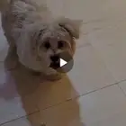 كلب للبيع - مالتيز 3 أشهر