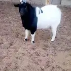 فحل قزم رباع حار في القريع ومنتج