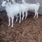 خمس جنوبيات بيض صافيه
