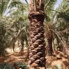 يتوفر لدينا جميع انوع النخل النخيل للبيع موقعنا الرسمي  مكه