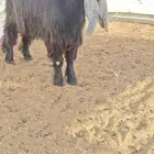 لعشاق العوارض جذع عارضي فاخر