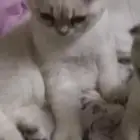 قطط سكوتش ذكور