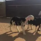 مشروع فحل نجدي معرف من الجهتين