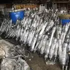 عكوس اصلية شد بلد وكاله