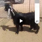 تيس عارضي سديس او تام جرمه طيب