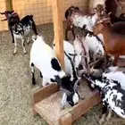 تيوس بلدي على الشرط