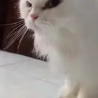 قطة شيرازي للتبني
