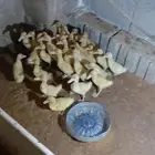 صوص بط بكيني