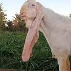 فحل هولندي للبيع