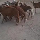 للبيع طليان سواكن جذعان مناسبات