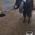 معزاءعوارض متاويم 5تحتها11