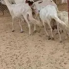 5ضان صفر تحتها 5