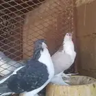حمام لاهوري