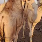 حشو 2 قعدان نظيفه سليمه شحم حليب امه وبرسيم ومضغوط