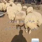 خرفان نعيم جذعان فاخره