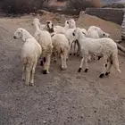 للبيع طليان سواكن جذعان نضاف وفل شحم