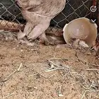 الدجاجه للبيع العمر 3 شهور