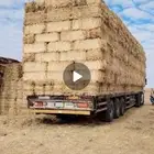 تبن قمح