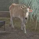 خلفه بقره جيرسي ثنو كفو منيحه البيت