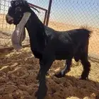 تيس عارض عمره حول سته شهور للبيع