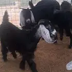 للبيع تيوس وجفار نضاف وشحم