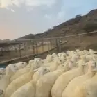 رخال تأسيس مراح